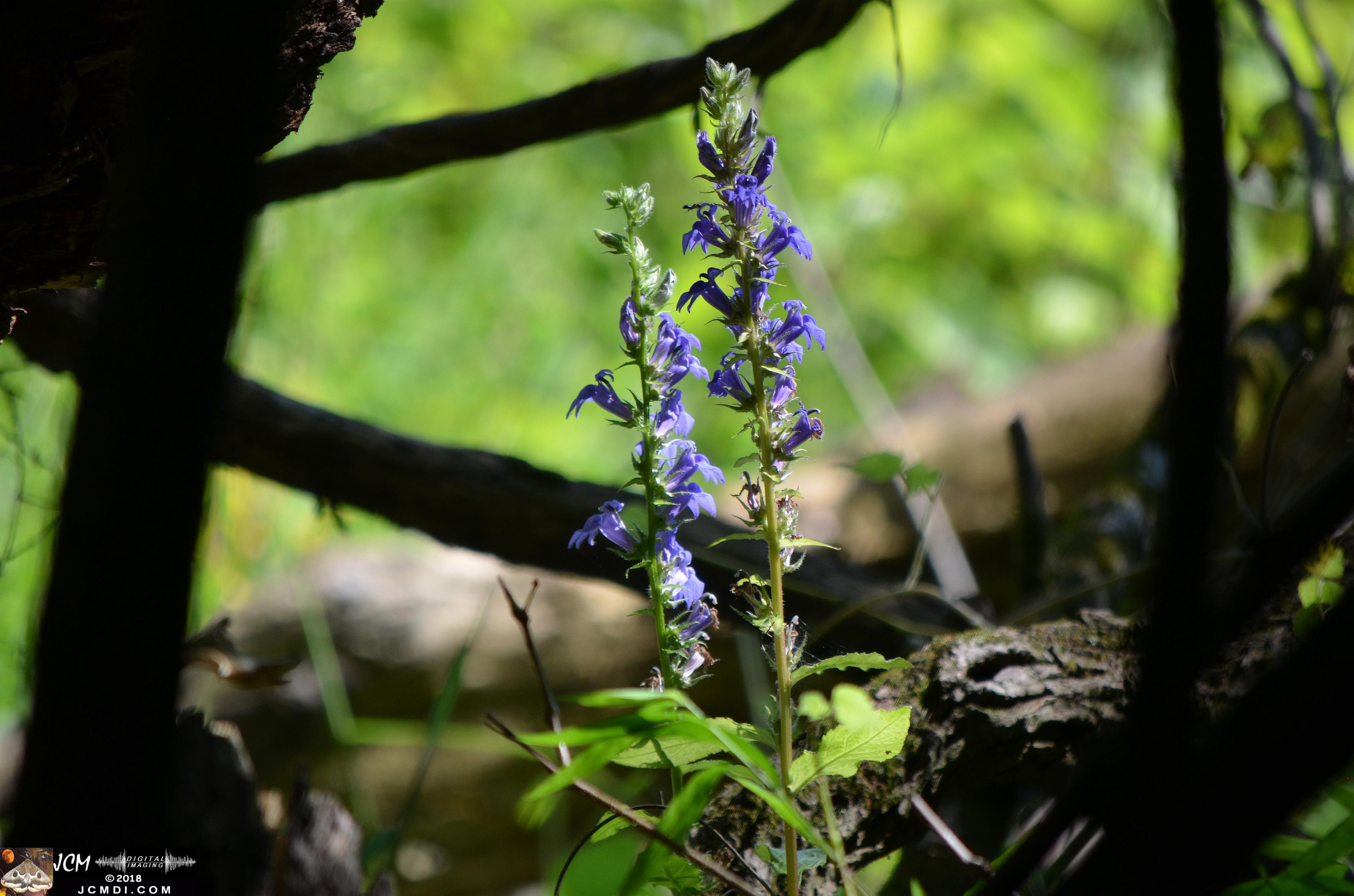 Purple Flowers at Old Hickory Lake.jpg